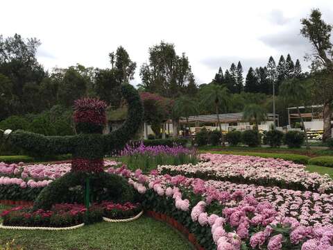 菊展倒數3天  把握良機秋遊官邸賞菊