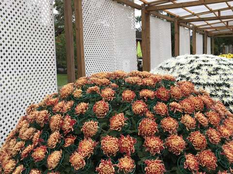 菊展倒數3天  把握良機秋遊官邸賞菊