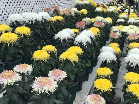 菊展倒數3天  把握良機秋遊官邸賞菊