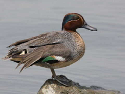 Huajiang Waterfowl Season Spotlights Wetland Conservation