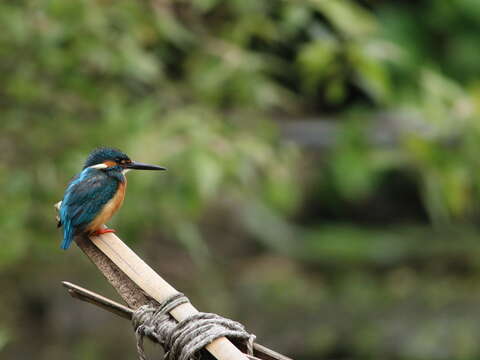 2017 Taipei International Birdwatching Fair