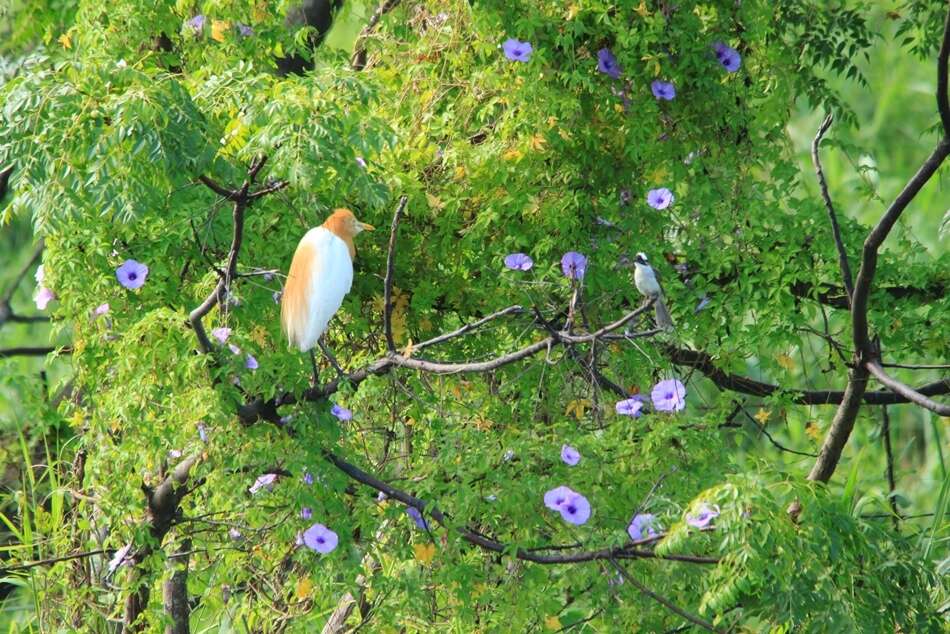 2017 Taipei International Birdwatching Fair