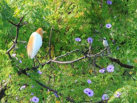 2017 Taipei International Birdwatching Fair