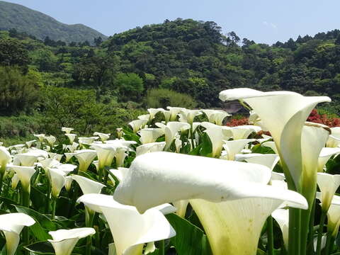 2017 Zhuzihu Calla Lily Festival