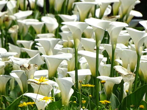 2017 Zhuzihu Calla Lily Festival