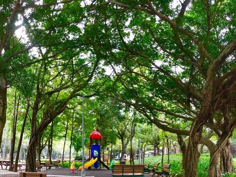 圖1、忠誠公園一隅-榕樹群