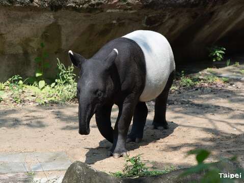 世界貘日World Tapir Day即將到來，歡迎大家來動物園認識馬來貘保育，和9個月大的莉姆路打個招呼(圖片來源：臺北市立動物園)