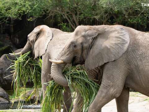 動物園運用有機資材嘉惠園區植栽及種植可食地景，可作為動物多元的食材來源之一。(圖片來源：臺北市立動物園)