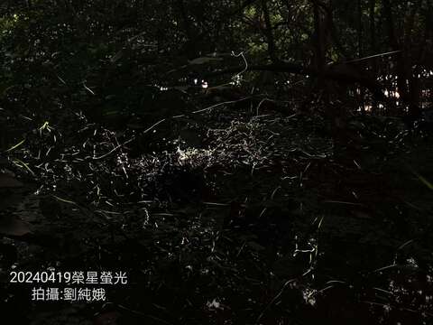 志工團隊在生態池拍出璀璨螢光。(榮星花園公園生態守護志工隊劉純娥拍攝)。