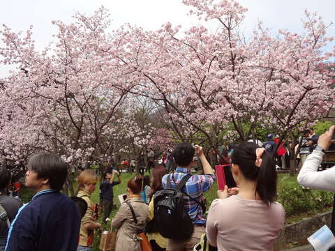 2017陽明山花祭