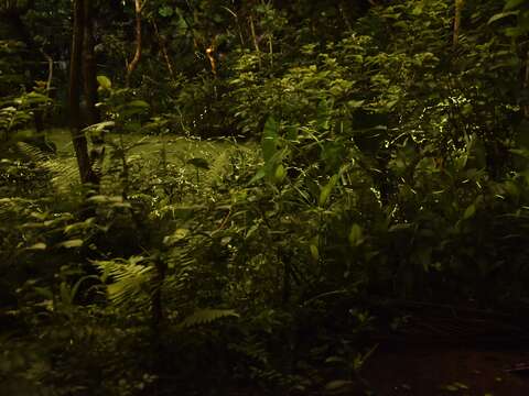 螢火蟲螢光熠熠 (113年盛況)(圖片來源:臺北市政府工務局公園路燈工程管理處)