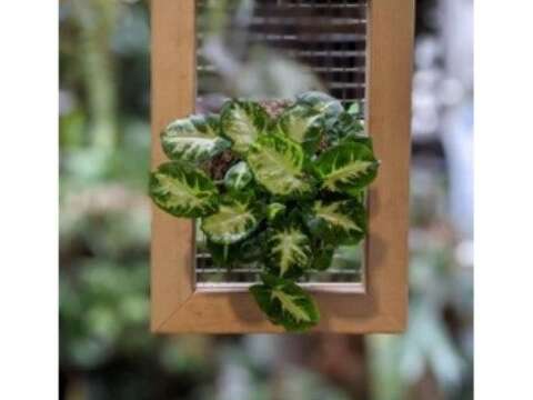 生活 × 植物 × 美感共創(圖片來源：臺北市政府工務局大地工程處)