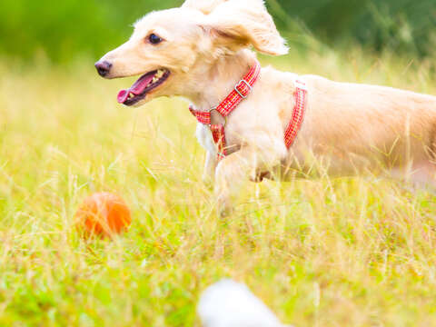 春節連假寵物寶貝生病怎麼辦臺北市36家動物醫療服務不打烊，寵物過年好安心