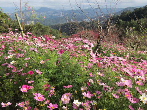 2017 Taipei Recreational Farms CNY Holiday Hours