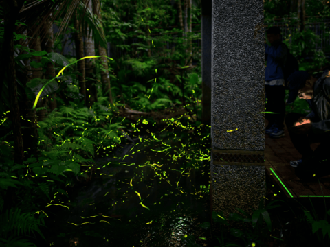木柵公園螢火蟲翩翩起舞(圖片來源：臺北市政府工務局公園路燈工程管理處)