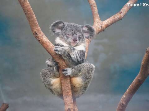 5月10、11日動物園綠手指教室，將有限量的無尾熊造型DIY包、桉樹精油香氛卡片(圖片來源：臺北市立動物園)