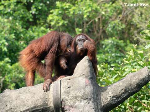 母親節的週末動物園邀請大家來園走走，和動物媽媽們一起過節！(圖片來源：臺北市立動物園)