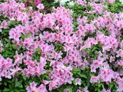 106年度臺北杜鵑花季系列活動