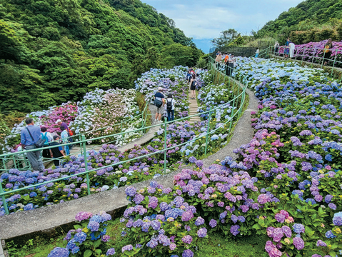 P24-27 食旅-5 @北投區農會––初夏時節正適合漫遊竹子湖,欣賞繡球花海。(圖/北投區農會)