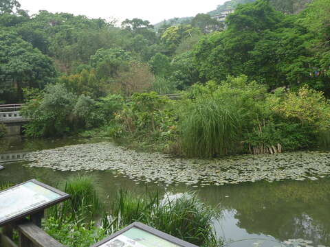 圖1.生態池遠景