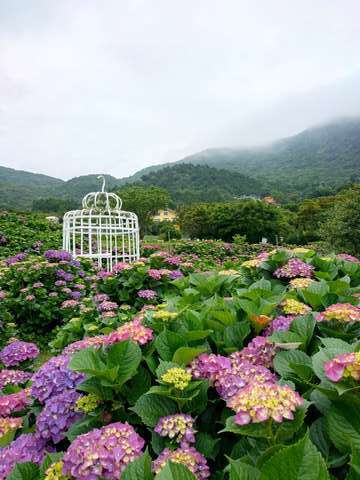 繡球花海景色(圖片來源：臺北市政府產業發展局)