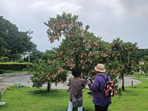 水石榕樹下不時可以捕捉到民眾拍攝花況身影。(圖片來源：臺北市政府工務局公園路燈工程管理處)