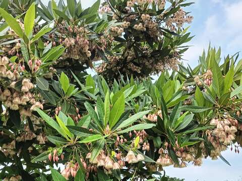 水石榕屬杜英科常綠喬木，生長在河邊和低濕地，常用於園林造景。(圖片來源：臺北市政府工務局公園路燈工程管理處)