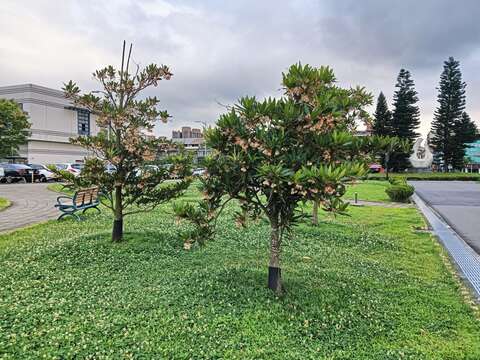 新生園區靠近近民族東路-吉林路的入口的裝置藝術「友愛和平」正前方栽種許多株水石榕。(圖片來源：臺北市政府工務局公園路燈工程管理處)