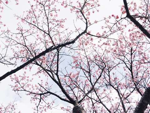 Flowers in Taipei