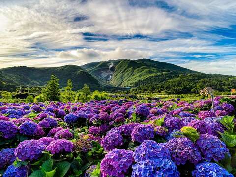 Flowers in Taipei(Photo Credit: Geotechnical Engineering Office, Taipei City Government)