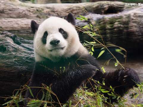 牙齒與健康息息相關，獸醫師將由牙齒保健開始談貓熊照護(圖為大貓熊圓寶)(圖片來源：臺北市立動物園)