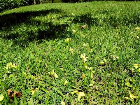 尤其盛開時隨風大量落下的花瓣似如雨下,有「黃金雨」美譽(圖片來源:臺北市政府工務局公園路燈工程管理處)