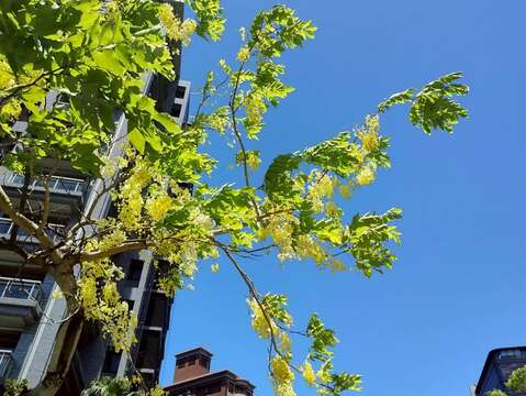 此時正逢畢業季,盛夏生命力似乎為畢業學生慶祝喝采般的旺盛(圖片來源:臺北市政府工務局公園路燈工程管理處)