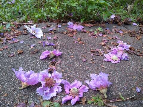 微風中隨微風而墜下的落花如同紫吹雪，是另一種「紫爆」浪潮襲來美感(圖片來源：臺北市政府工務局公園路燈工程管理處)