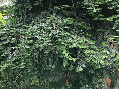紅豆杉有藥用、雕刻、觀賞等利用價值，遭受嚴重盜採，因此被農委會列入瀕臨絕種(Endangered Species)植物名單中。(圖片來源：臺北市政府工務局公園路燈工程管理處)