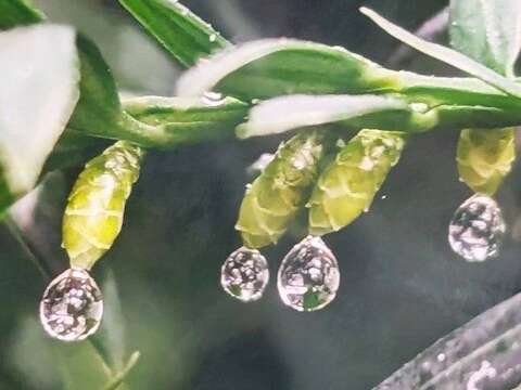 紅豆杉雌毬頂端一枚胚珠及授粉滴(志工陳中和拍攝)。(圖片來源：臺北市政府工務局公園路燈工程管理處)