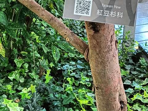 紅豆杉樹幹略扭曲，樹皮紅褐色，不規則片狀剝落。(圖片來源：臺北市政府工務局公園路燈工程管理處)