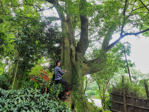 烏心石 橫嶺古道紅壇登山口(圖片來源：臺北市政府工務局大地工程處)