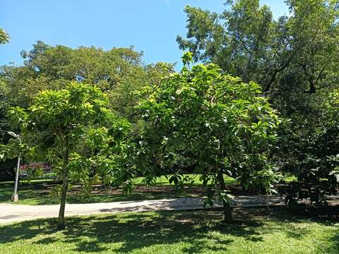 沿著管理室往大草皮方向也栽種3株穗花棋盤腳，目前已經蓄勢待發。(圖片來源：臺北市政府工務局公園路燈工程管理處)