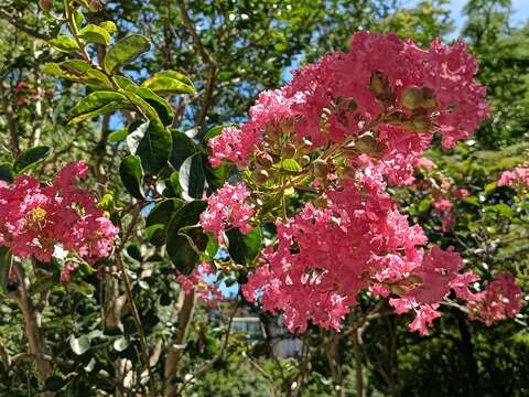 靠近兒童遊戲場紫薇花進入盛花期。(圖片來源：臺北市政府工務局公園路燈工程管理處)