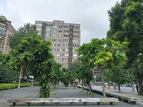 榮星花園公園靠近民權龍江路口栽植8株穗花棋盤腳。(圖片來源：臺北市政府工務局公園路燈工程管理處)