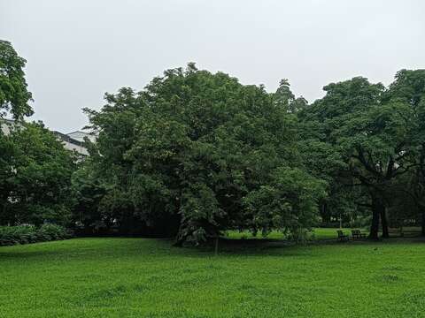 榮星花園公園有廣大的草皮可供野餐休憩。(圖片來源：臺北市政府工務局公園路燈工程管理處)