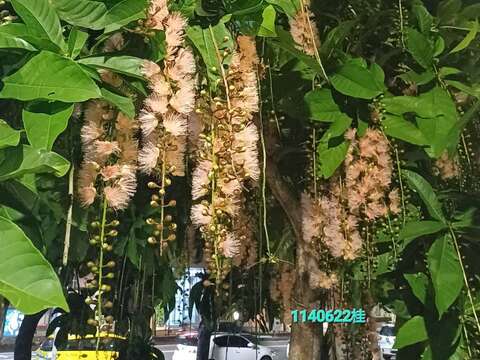 穗花棋盤腳又稱「水茄苳」，是臺灣原生的中型喬木，常栽植於海濱地區。(榮星志工黃桂珠提供)(圖片來源：臺北市政府工務局公園路燈工程管理處)