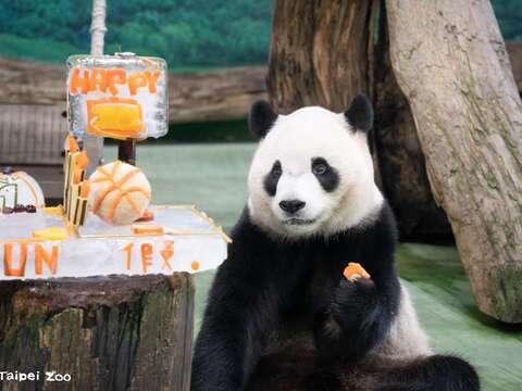 6月28日是大貓熊圓寶5歲生日(圖片來源：臺北市立動物園)