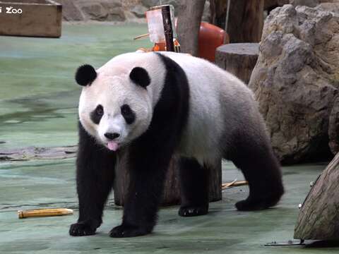 圓寶今天非常秀氣的享用蛋糕(圖片來源：臺北市立動物園)