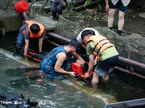 動物園同仁在不對外開放期間也接受了一系列的教育訓練課程與事故演練,例如潛水訓練(圖片來源:臺北市立動物園)