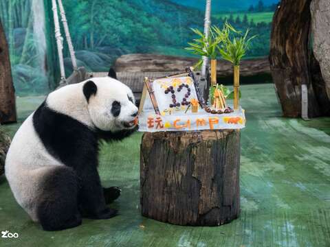 「圓仔」一出場就直奔生日蛋糕,鎖定紅蘿蔔大口啃下(圖片來源:臺北市立動物園)