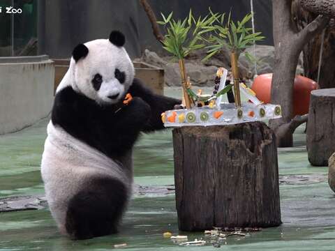 後場視角的「圓仔」享用蛋糕(圖片來源:臺北市立動物園)