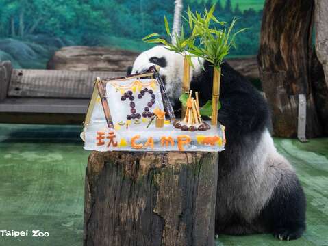 「圓仔」接著進攻作為「帳篷支架」的甘蔗(圖片來源:臺北市立動物園)