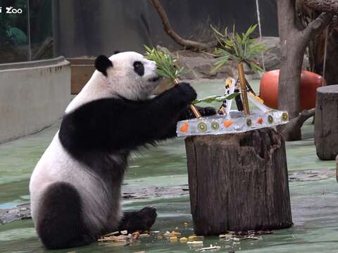 「圓仔」把吊床造型的竹桿拆下來(圖片來源:臺北市立動物園)
